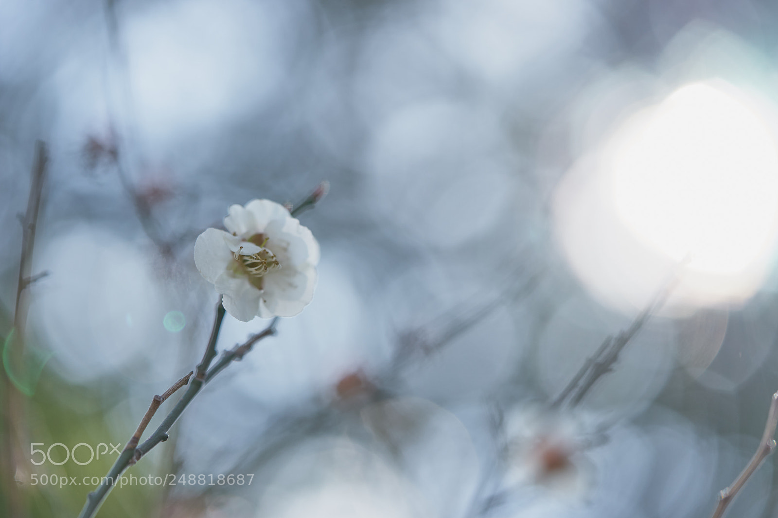 Sony a7 sample photo. Flowers 6195 photography