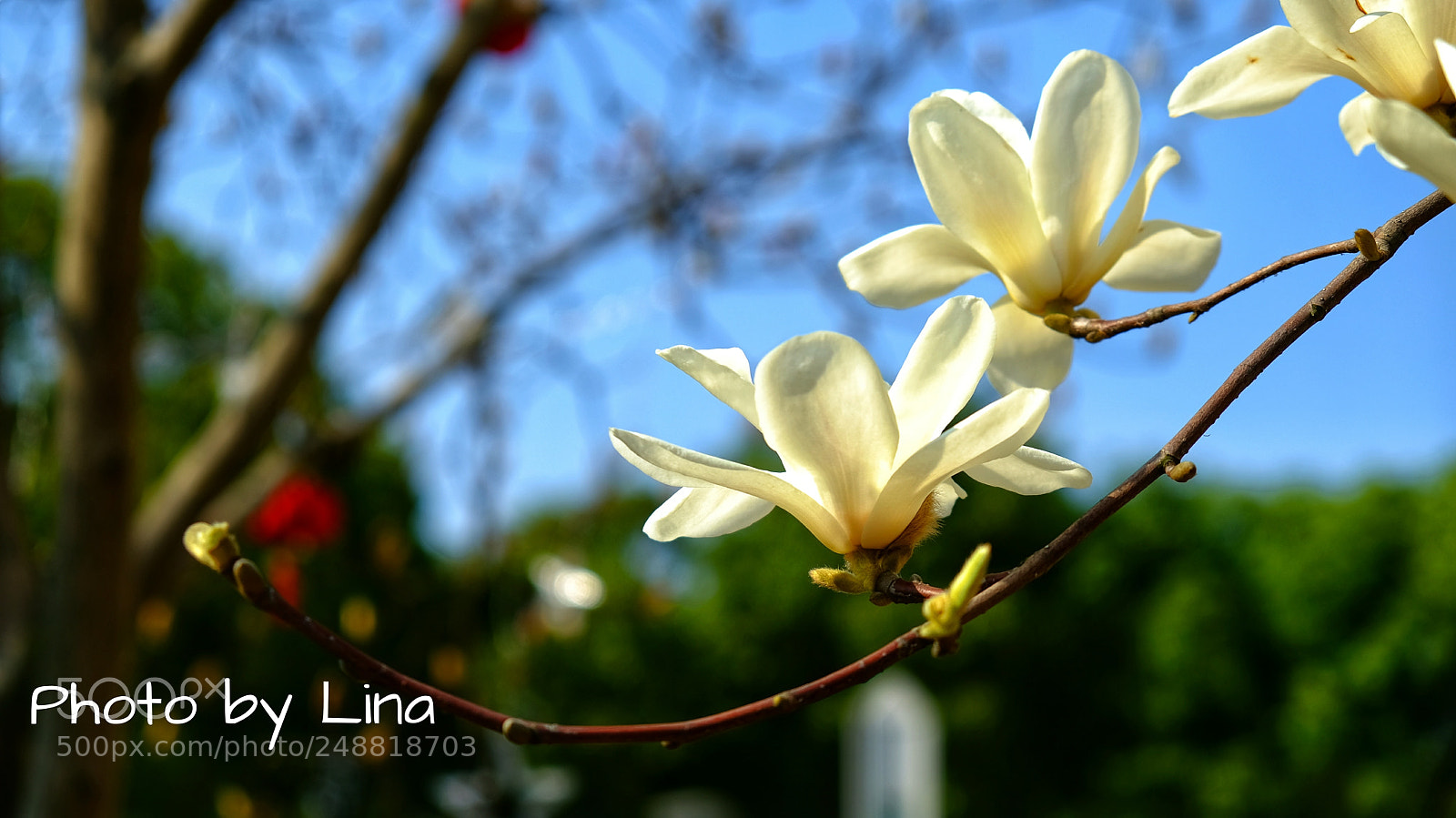 Fujifilm X-T2 sample photo. 千树万树梨花开 photography