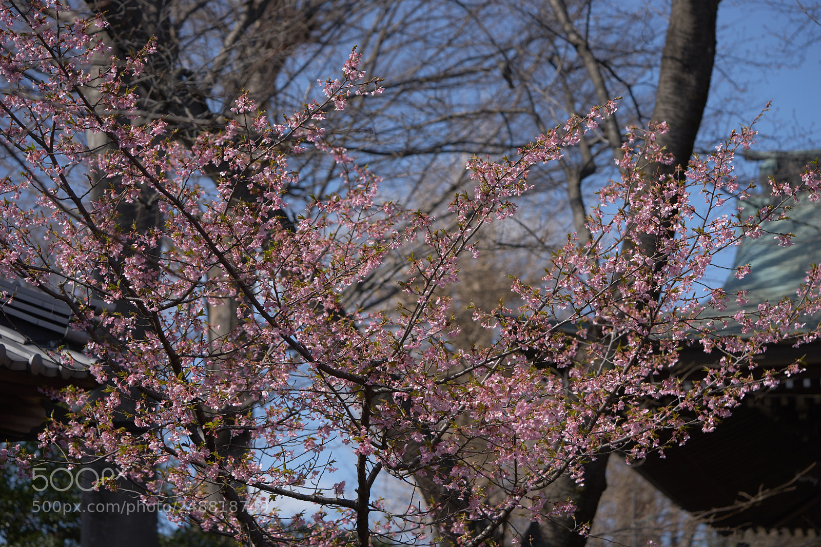 Sony a7 sample photo. Flowers 6196 photography