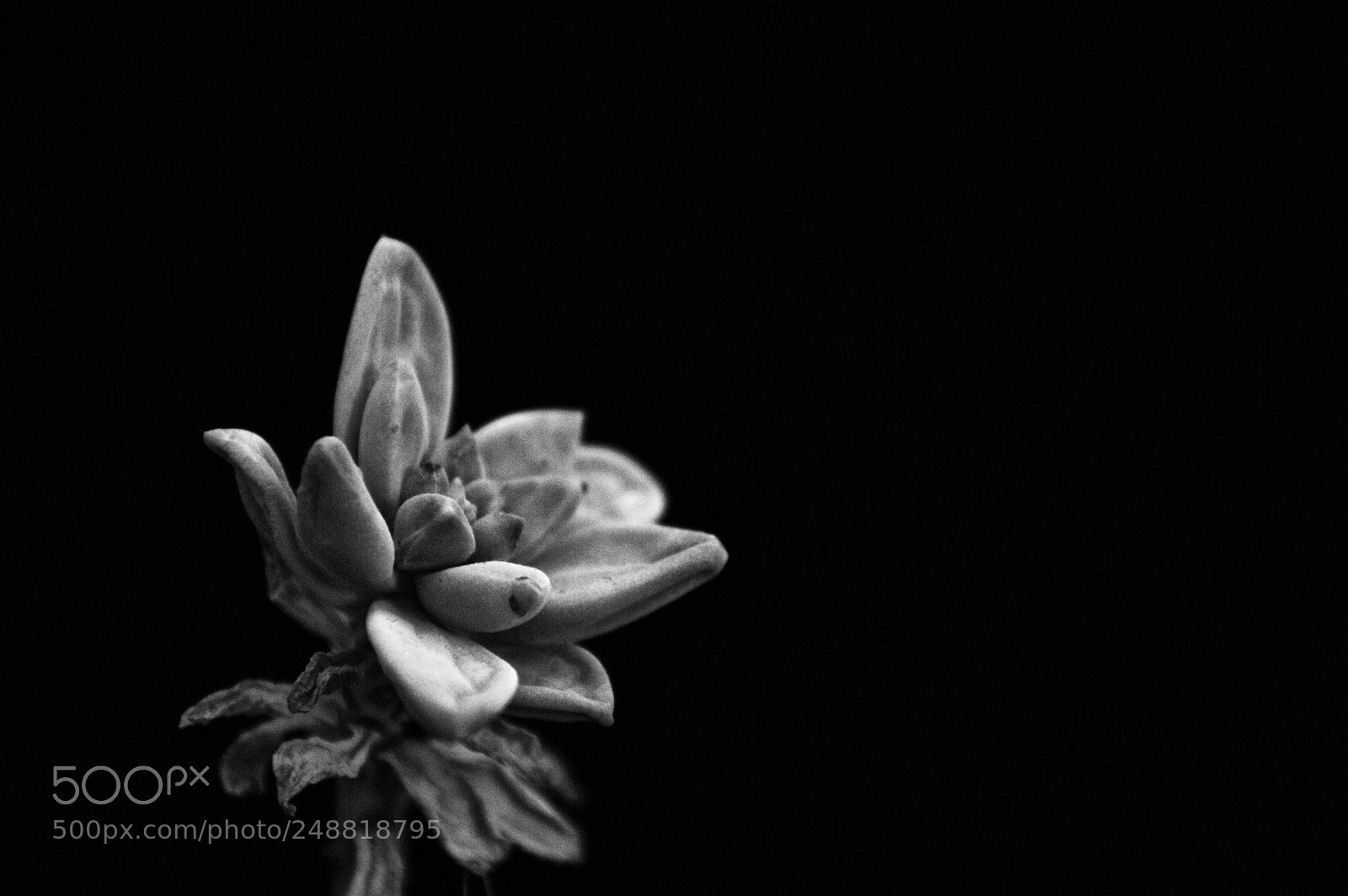 Nikon D3200 sample photo. Plant iii photography
