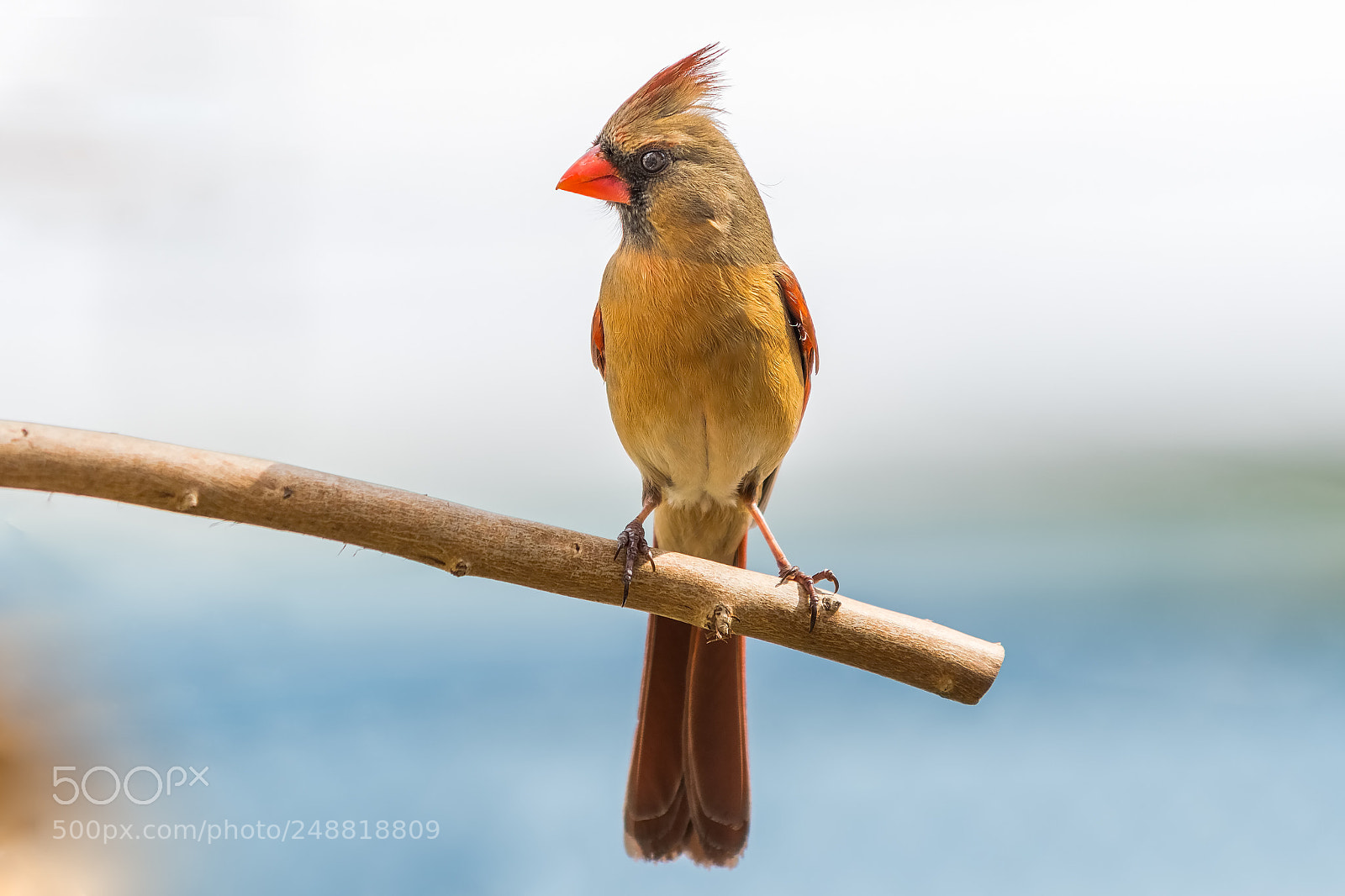 Nikon D500 sample photo. Female cardinal photography
