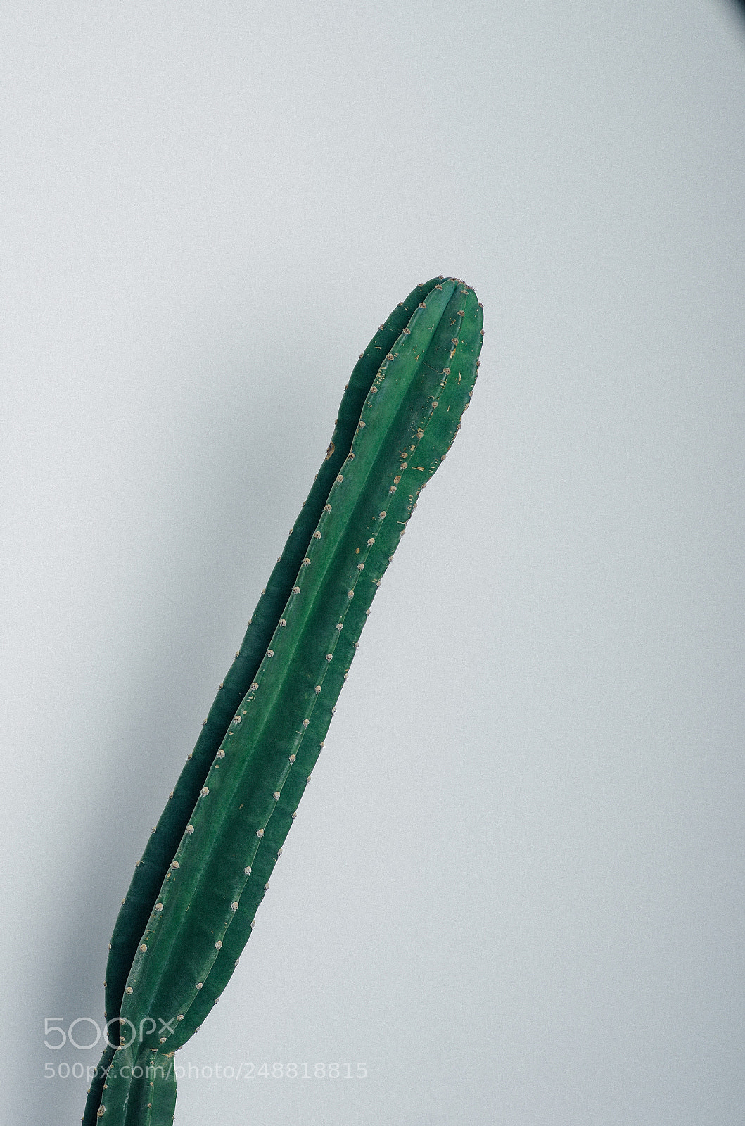 Pentax K-5 sample photo. Cactus photography