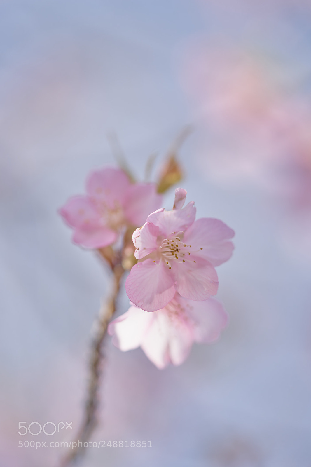 Sony a7 sample photo. Flowers 6197 photography