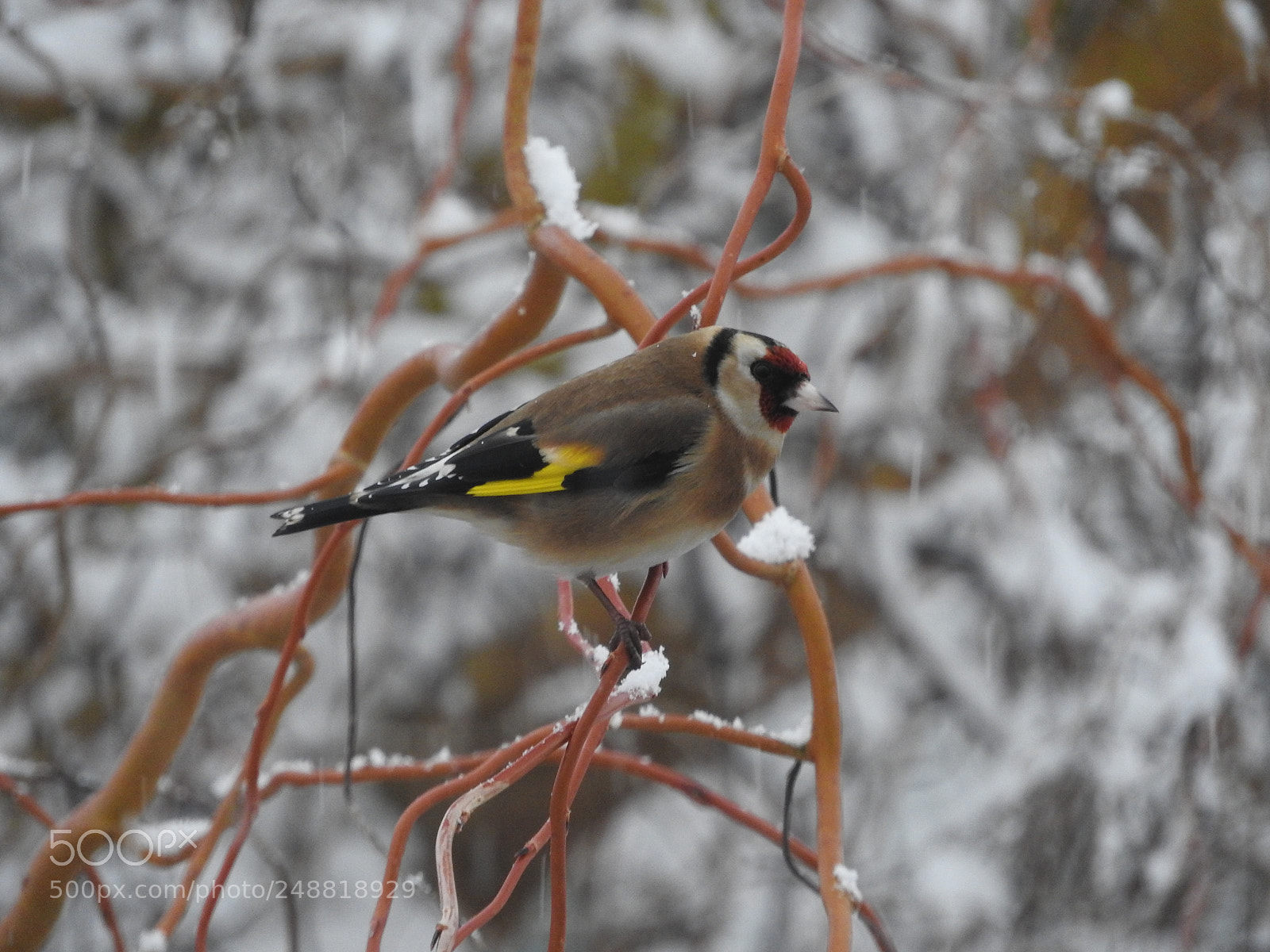 Nikon Coolpix P610 sample photo. No name vogel photography