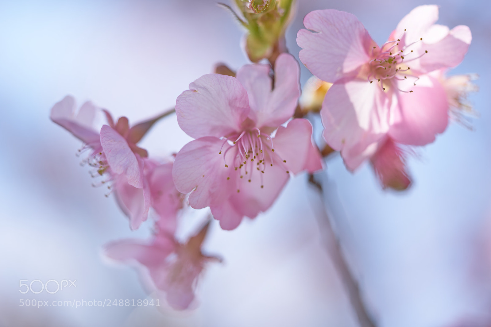 Sony a7 sample photo. Flowers 6198 photography