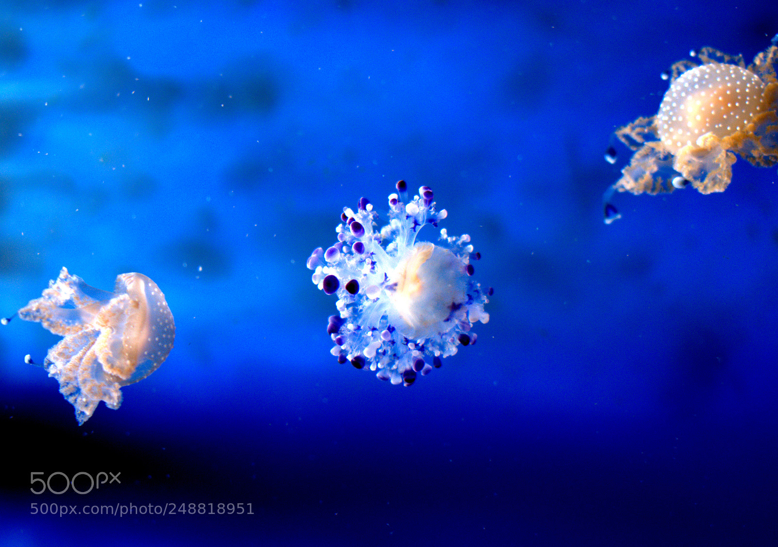 Nikon D3300 sample photo. Jellyfishes photography