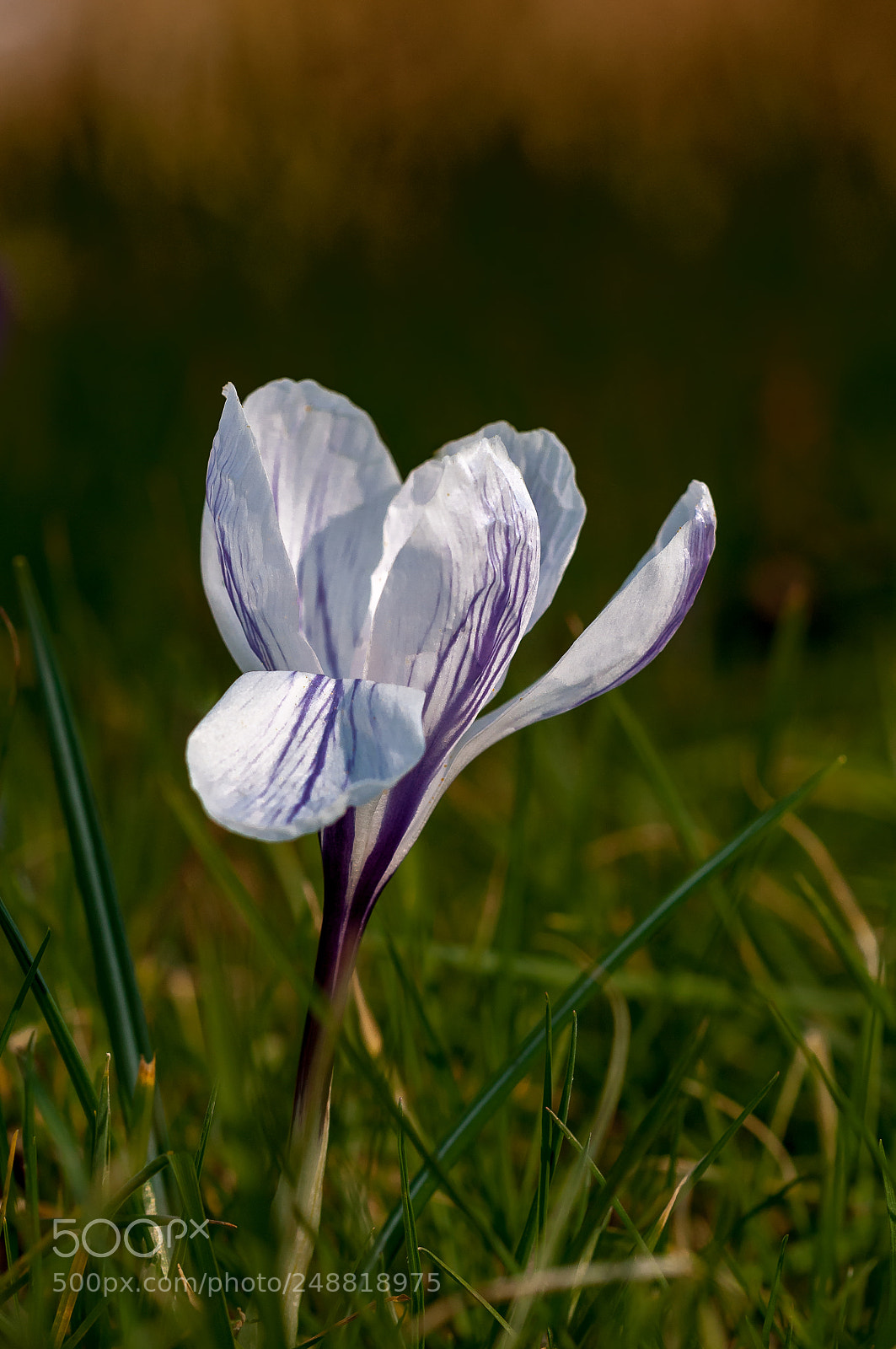 Nikon D300S sample photo. Crocus photography
