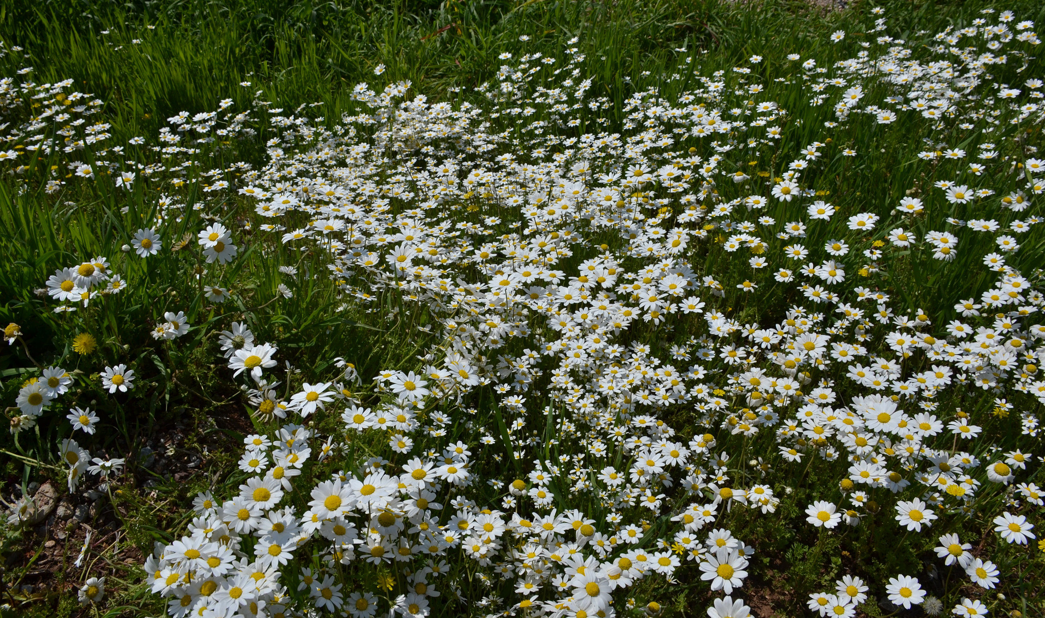 Nikon D3100 sample photo. Daisies-1 photography