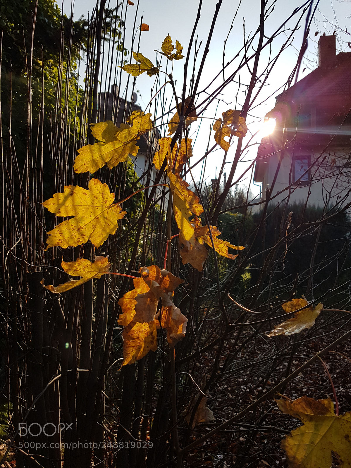 Samsung Galaxy S7 sample photo. Blätter photography