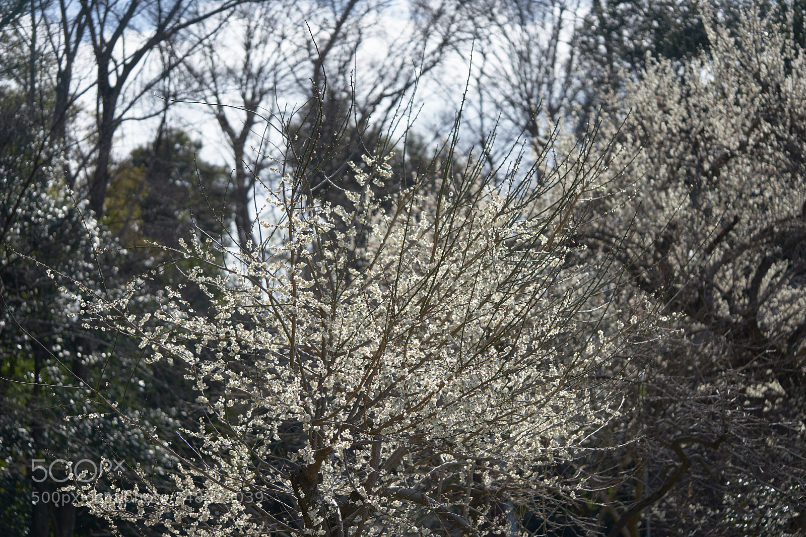 Sony a7 sample photo. Flowers 6199 photography