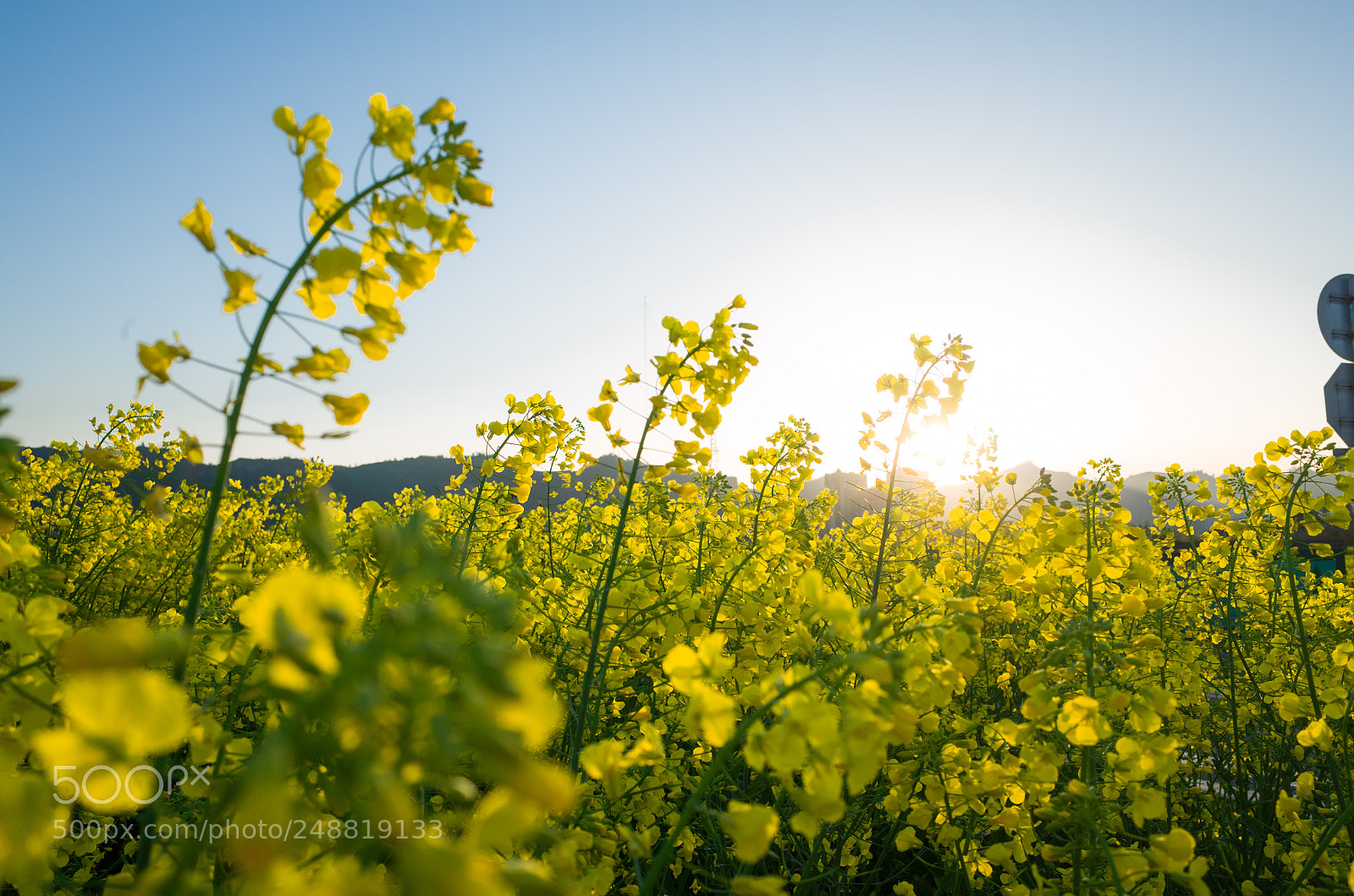 Ricoh GR II sample photo. Rape flower and sunrise photography