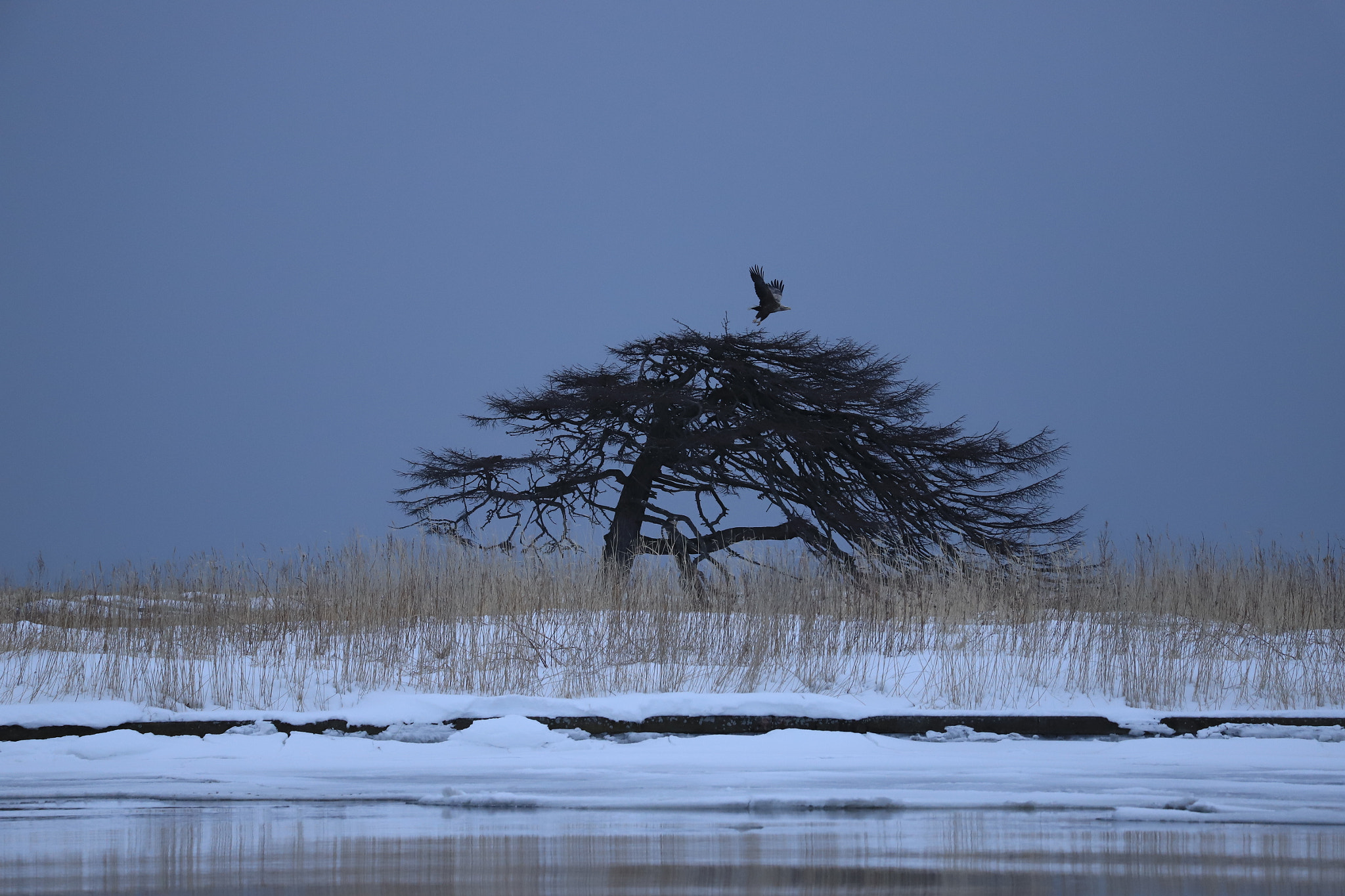 Canon EF 70-300 F4-5.6 IS II USM sample photo. Eagle photography