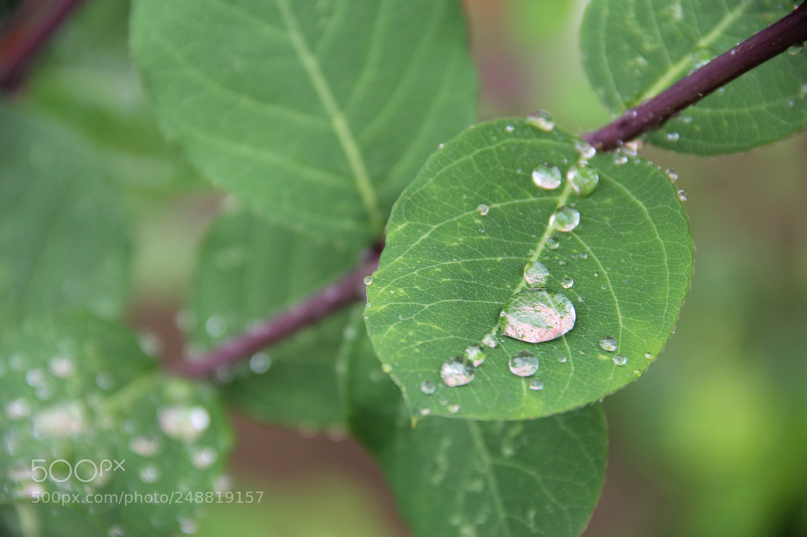 Canon EF-S 18-135mm F3.5-5.6 IS sample photo. H z n ya photography