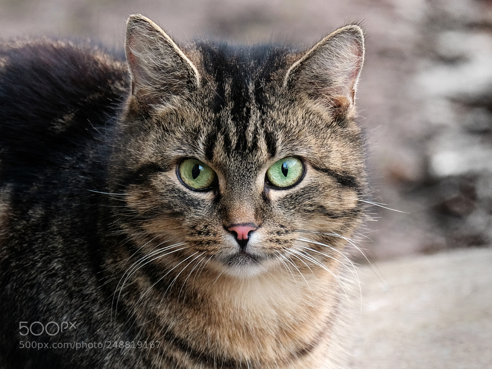 Fujifilm X-T20 sample photo. Grey cat portrait photography