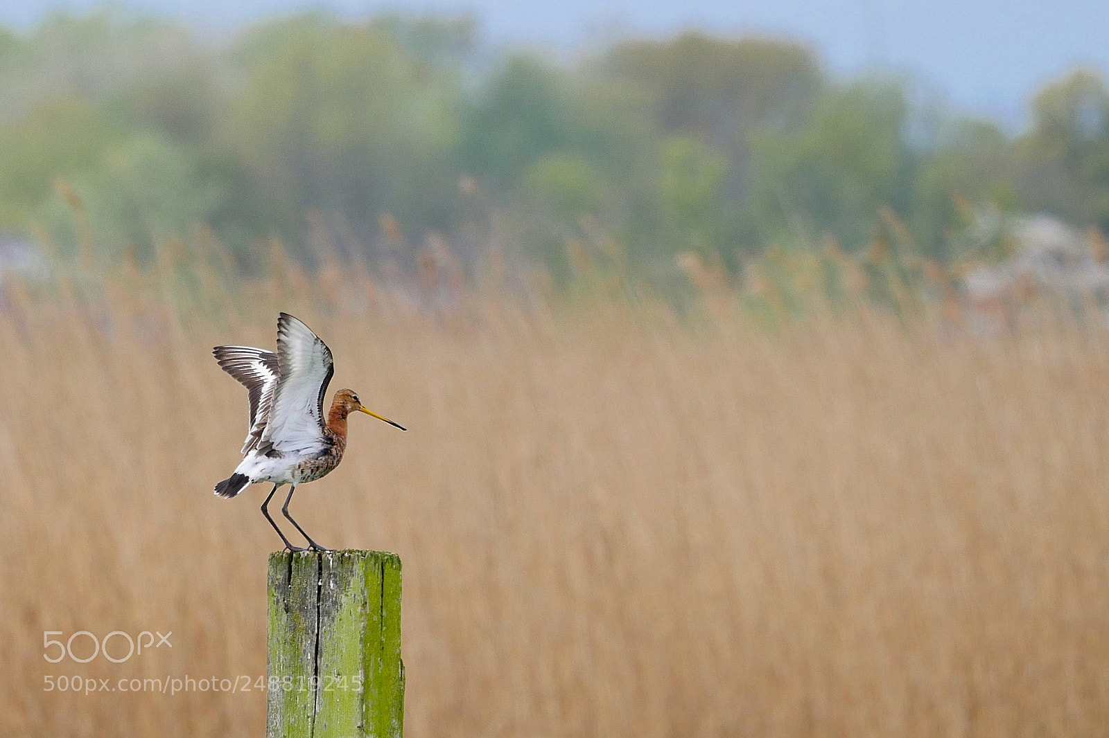 Panasonic Lumix DMC-GX8 sample photo. Godwit flaps it s photography