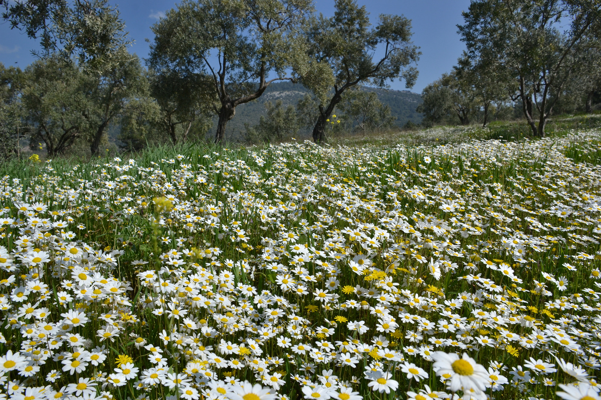 Nikon D3100 sample photo. Daisies-3 photography