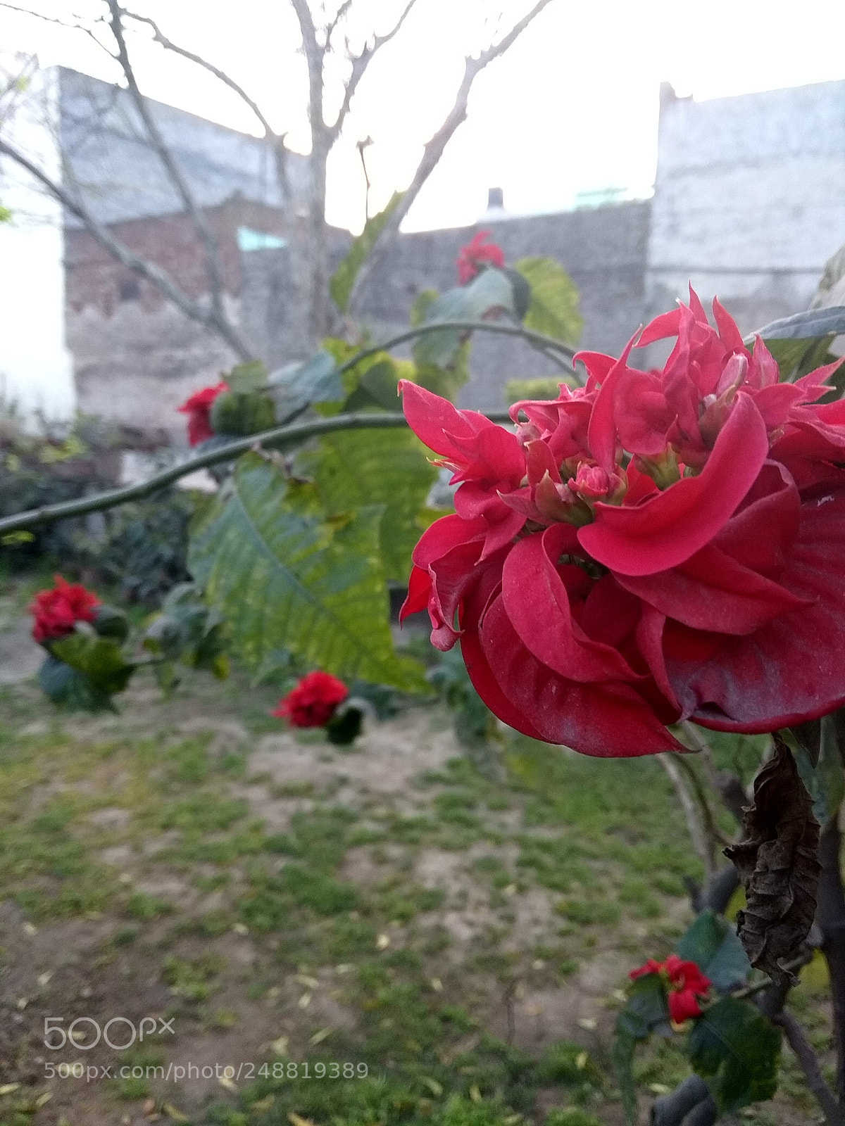 Xiaomi Redmi Note 5A sample photo. Untitled photography