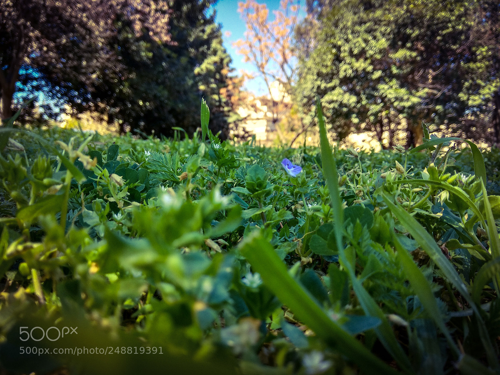 Xiaomi Redmi Note 4 sample photo. Spring is here photography