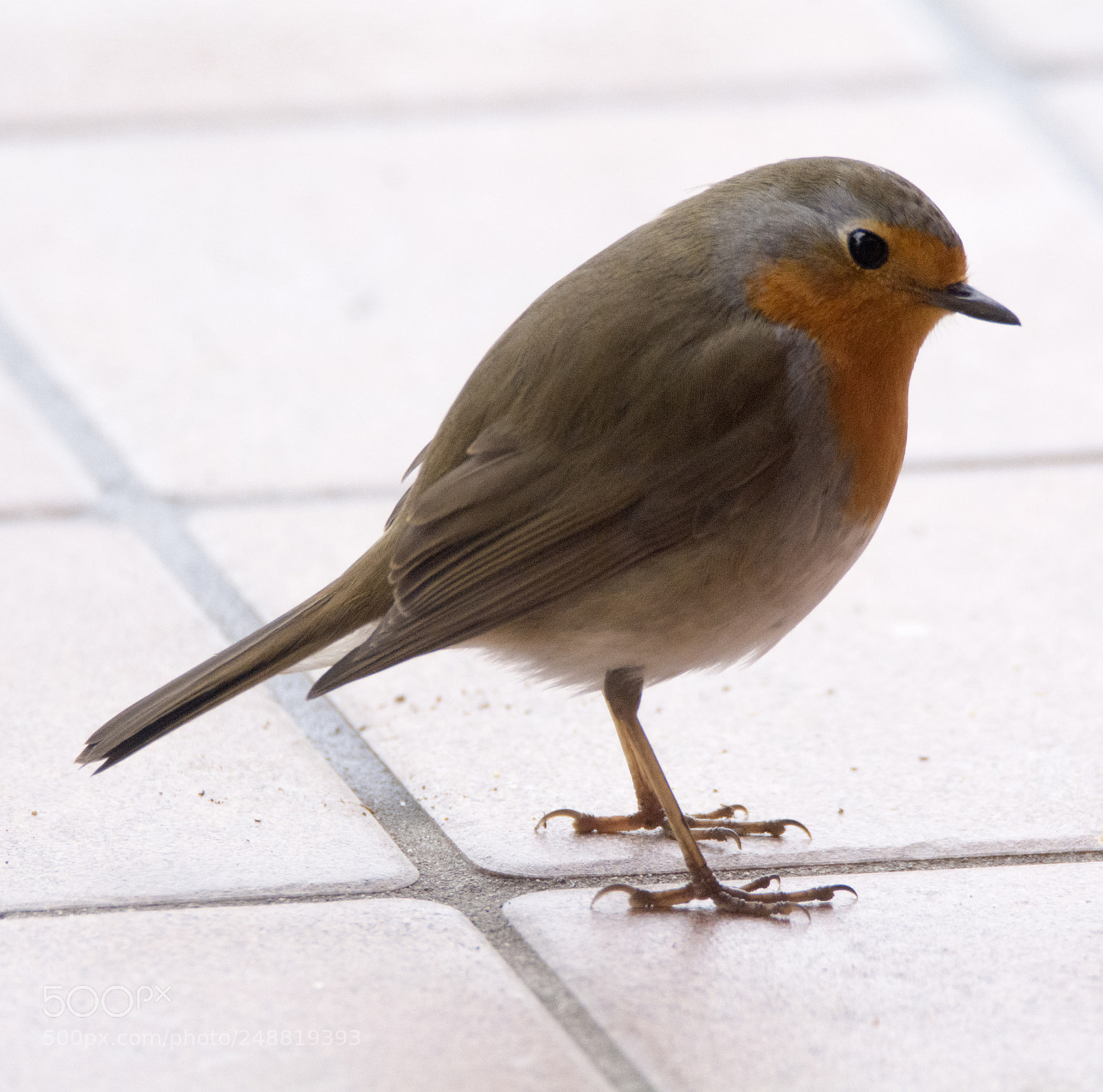 Nikon D7100 sample photo. Robin one photography