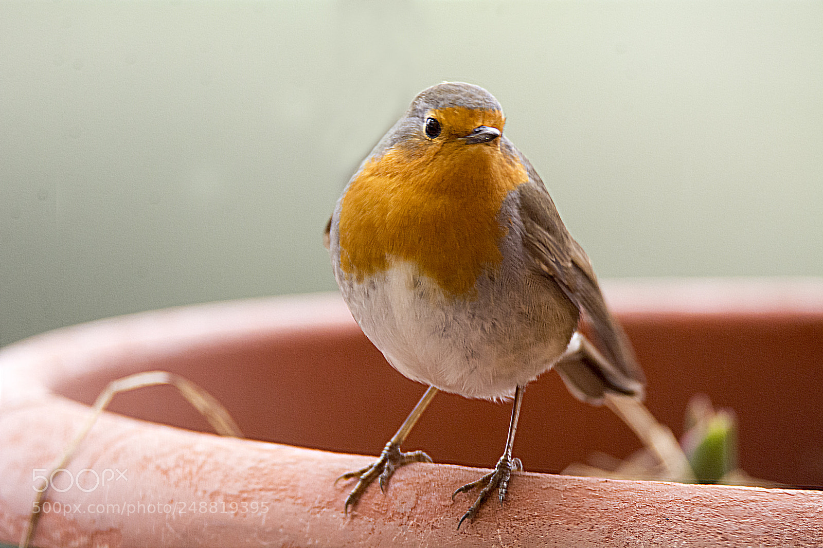 Nikon D7100 sample photo. Robinorange photography