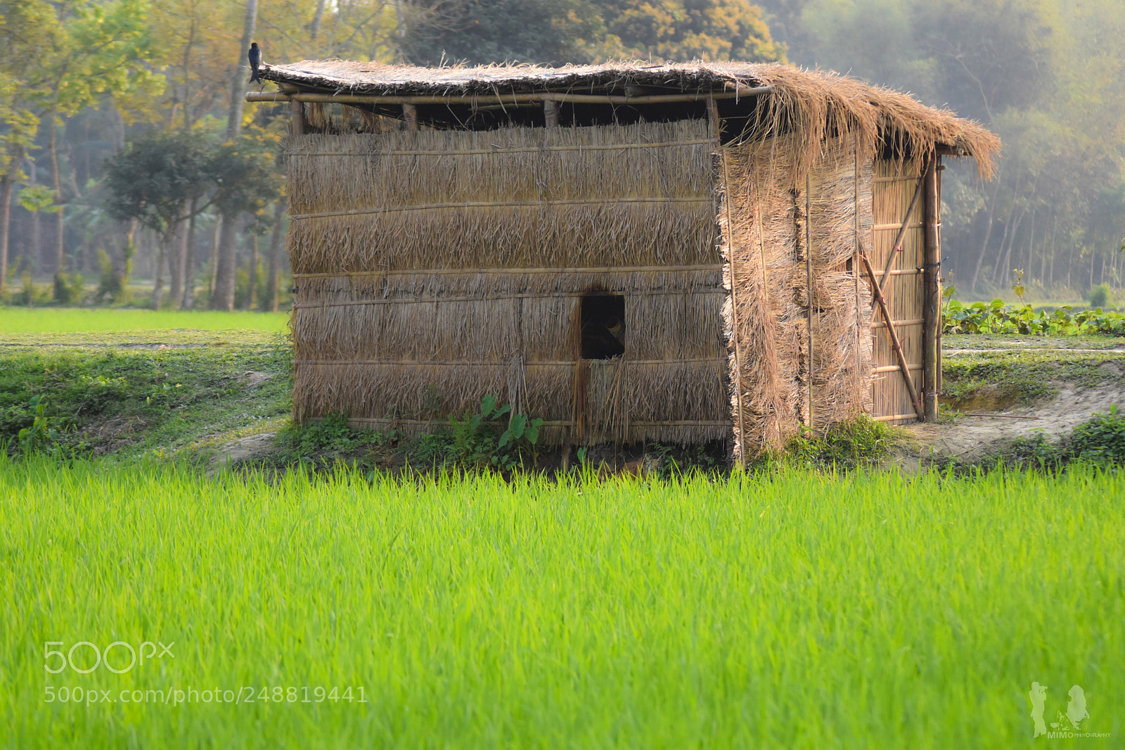 Nikon D7200 sample photo. " কাঁচা পাঁকা " photography