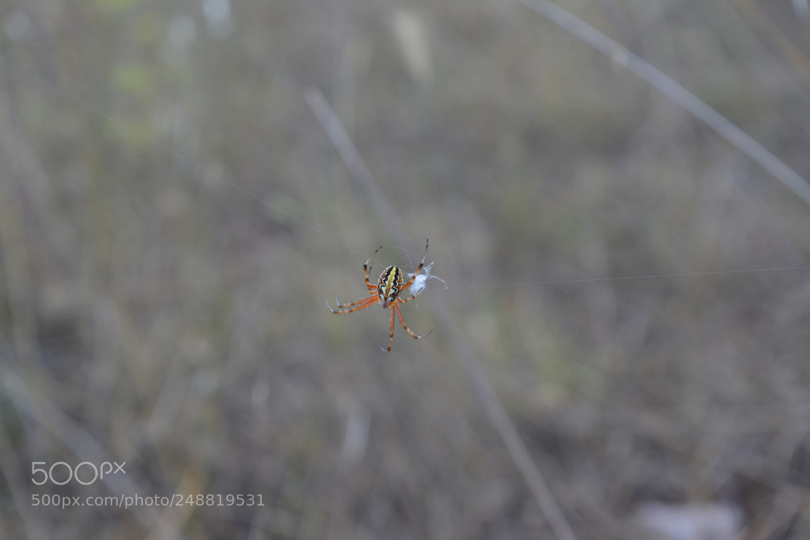 Nikon D5200 sample photo. Untitled photography