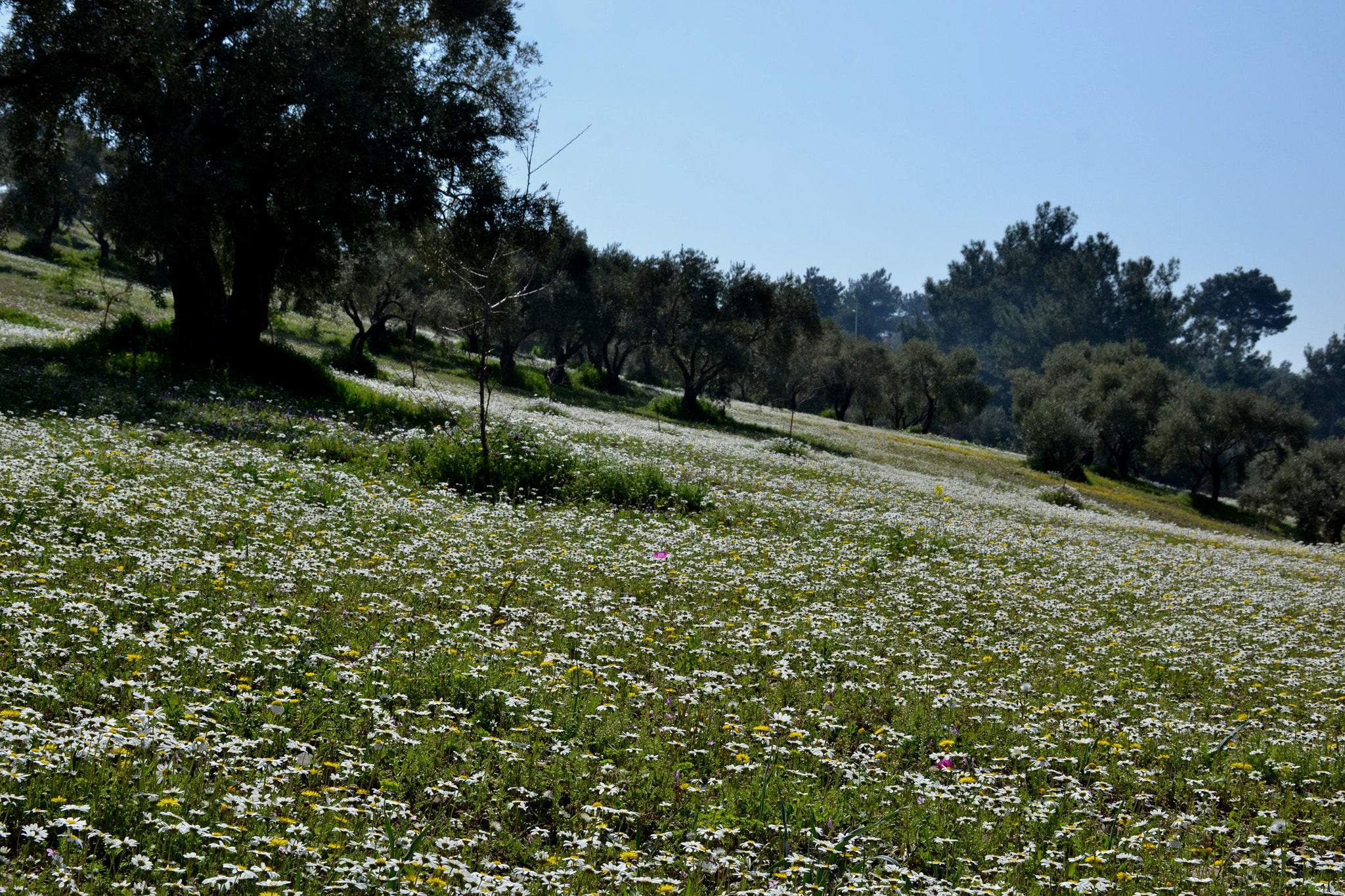 Nikon D3100 sample photo. Spring photography