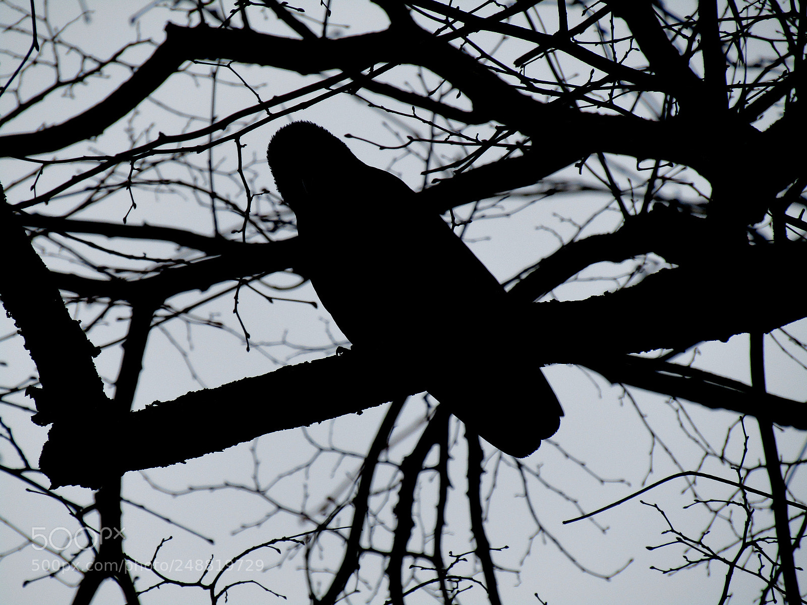 Canon PowerShot SX410 IS sample photo. Shadow photography