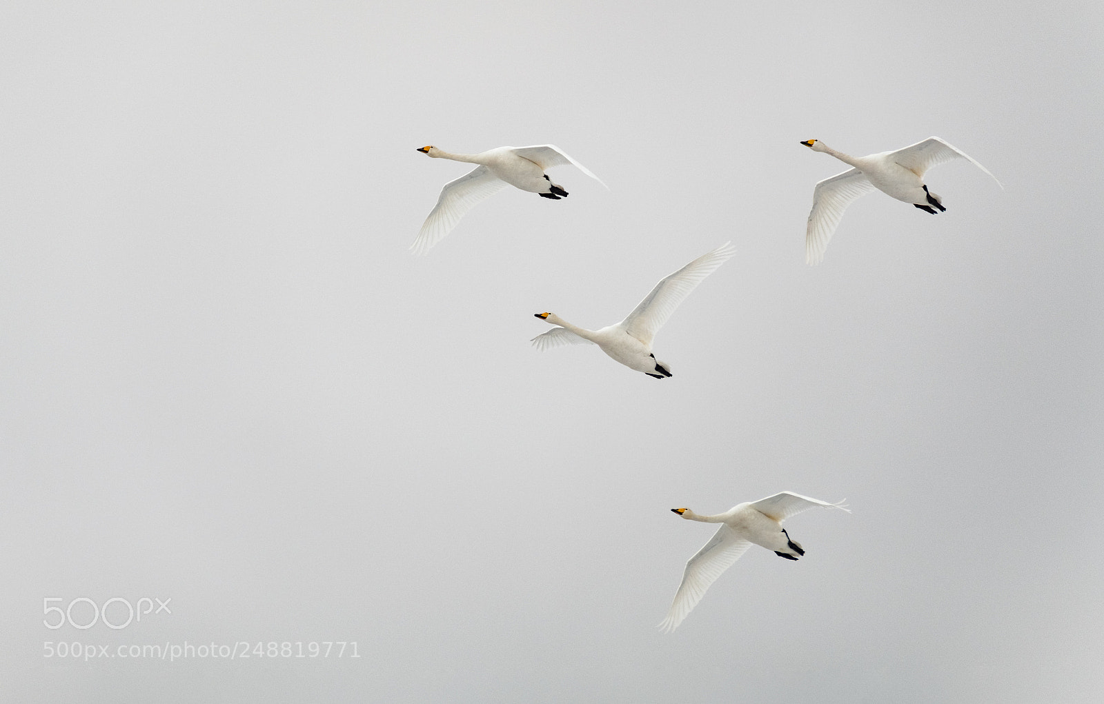 Fujifilm X-T2 sample photo. Flight formation photography