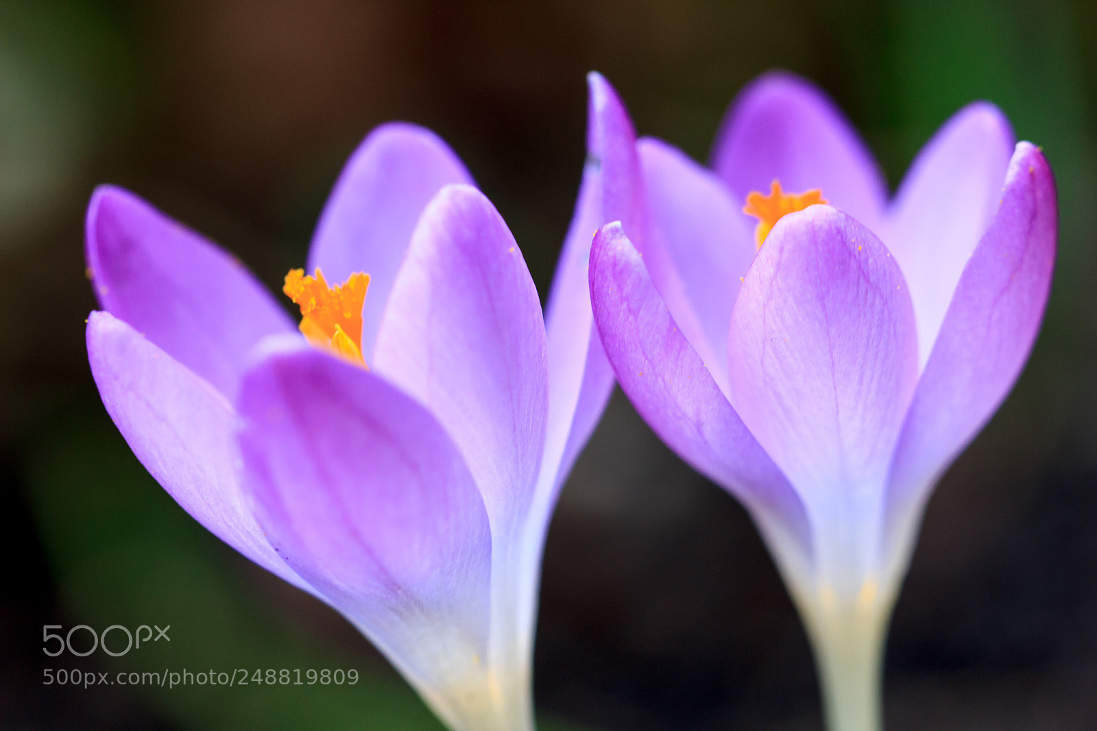 Canon EOS 60D sample photo. Twins photography