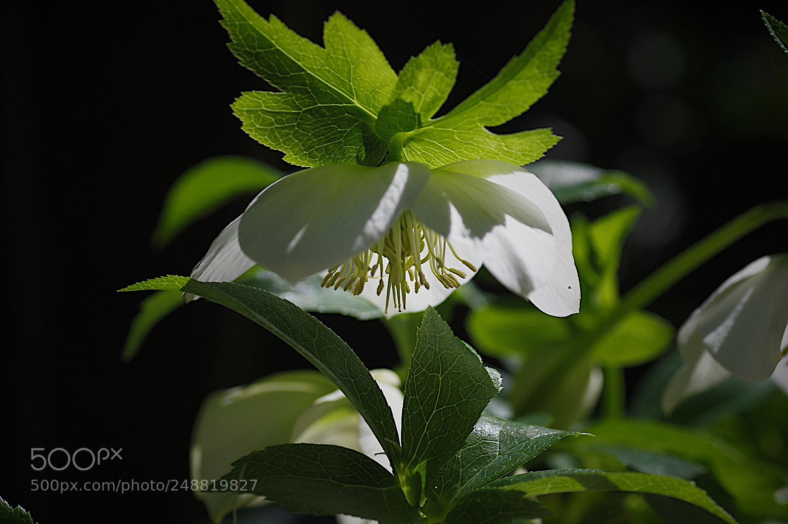 Pentax K-3 sample photo. Untitled photography
