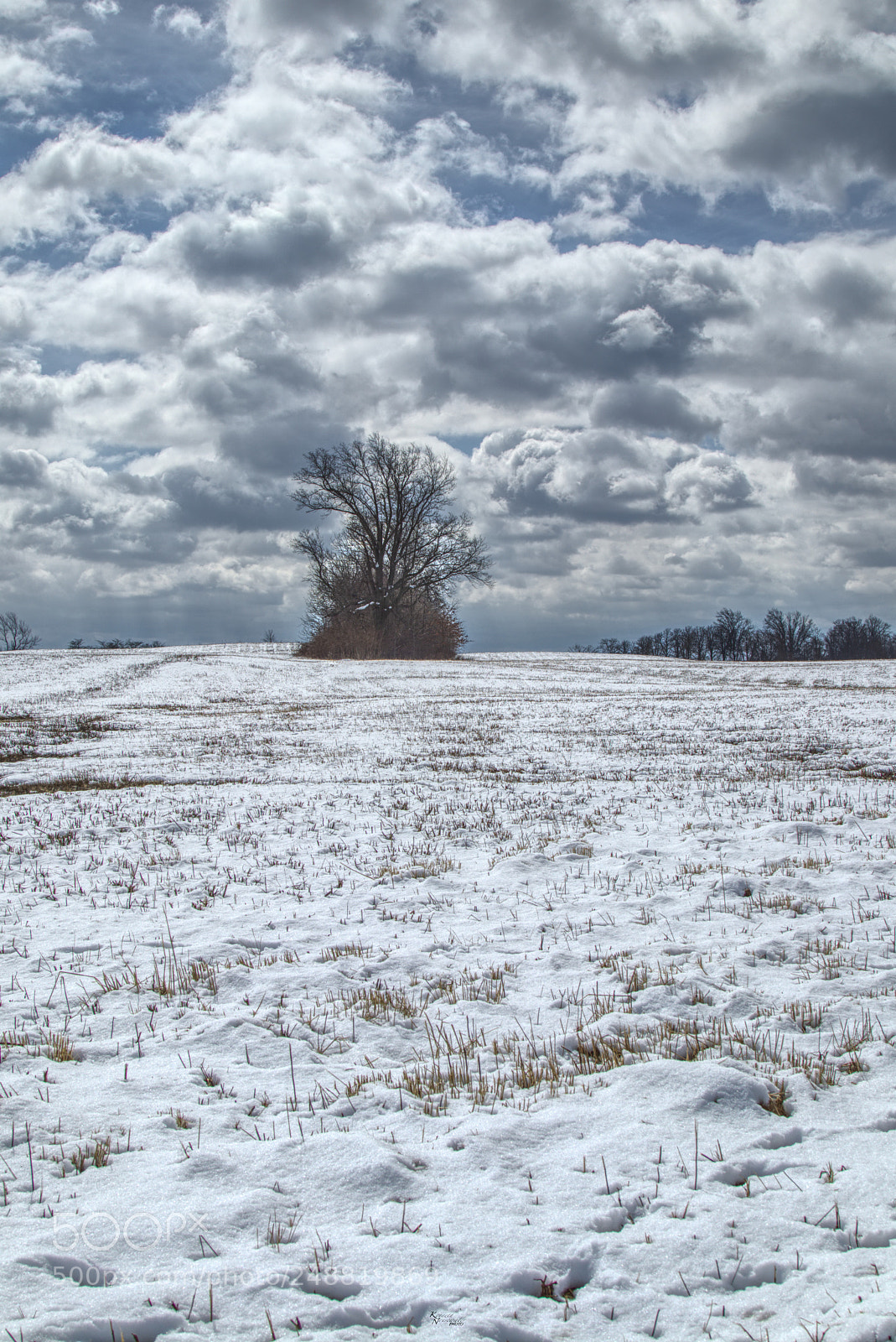 Canon EOS M5 sample photo. Trees in the snow photography