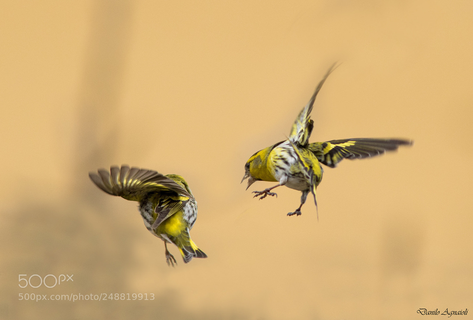Canon EOS 7D Mark II sample photo. Giocando in volo photography