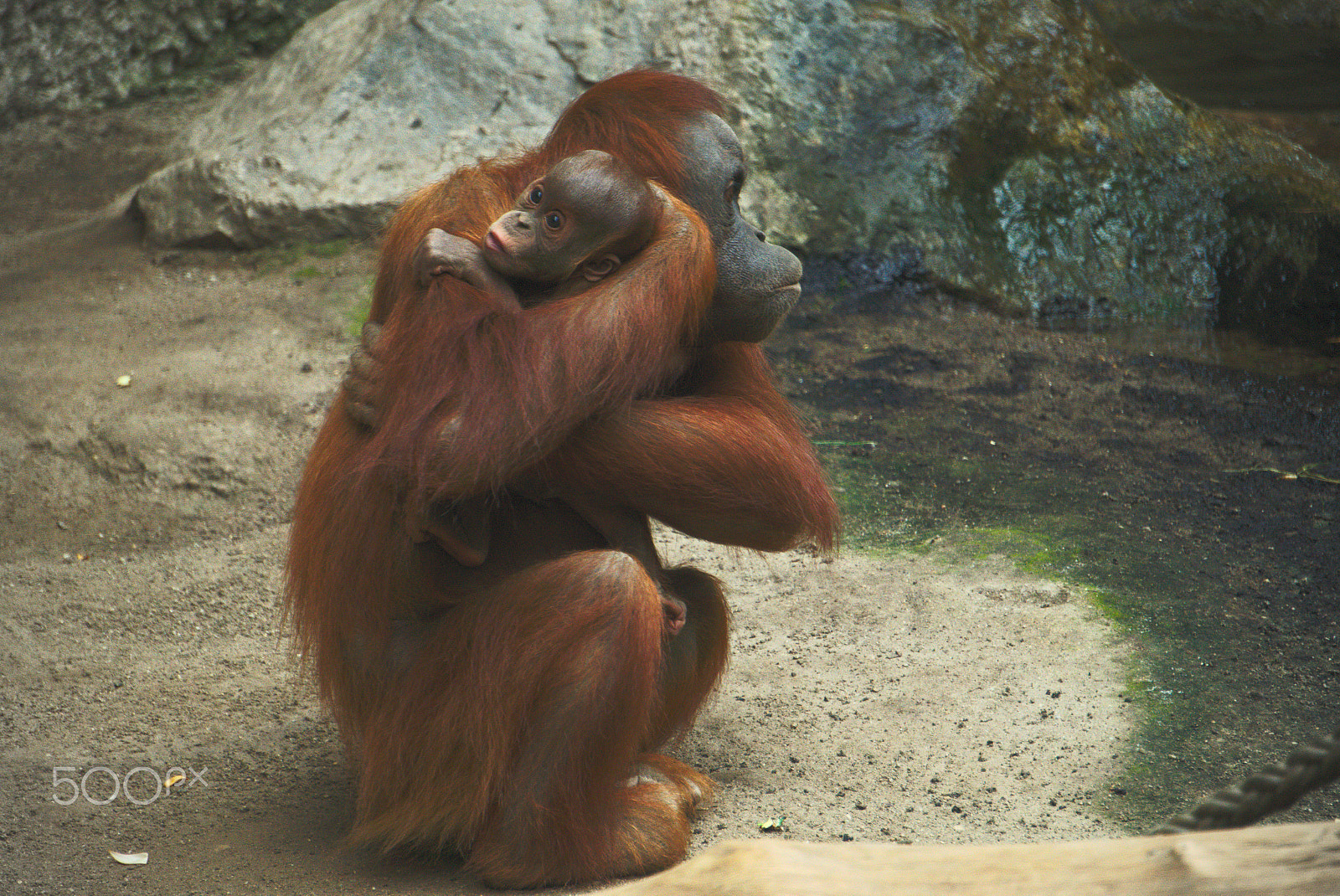Sony E 55-210mm F4.5-6.3 OSS sample photo. Oranguntan family in leipziger zoo photography