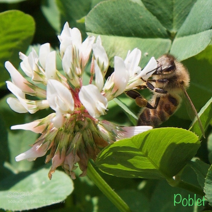 Canon EOS 30D sample photo. Working hard... photography