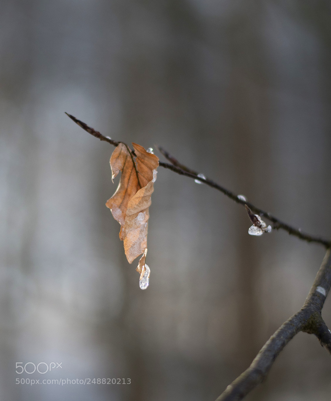 Nikon D500 sample photo. Spring´s almost here... photography