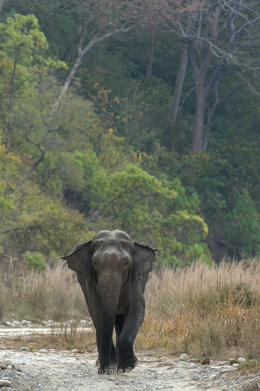 Canon EOS 7D Mark II sample photo. Asiatic elephant photography