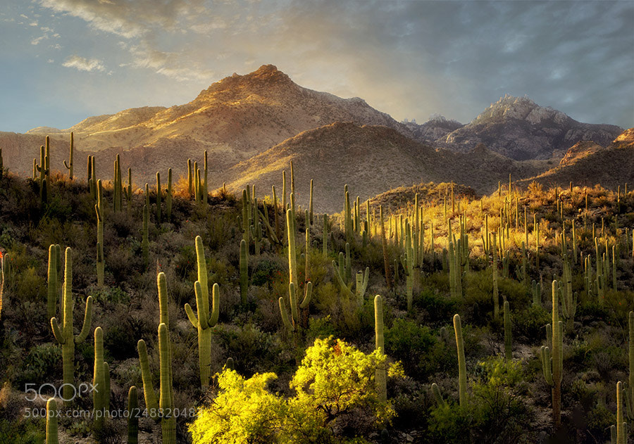 Canon EOS-1Ds Mark II sample photo. Suguaro cactus in sabino photography