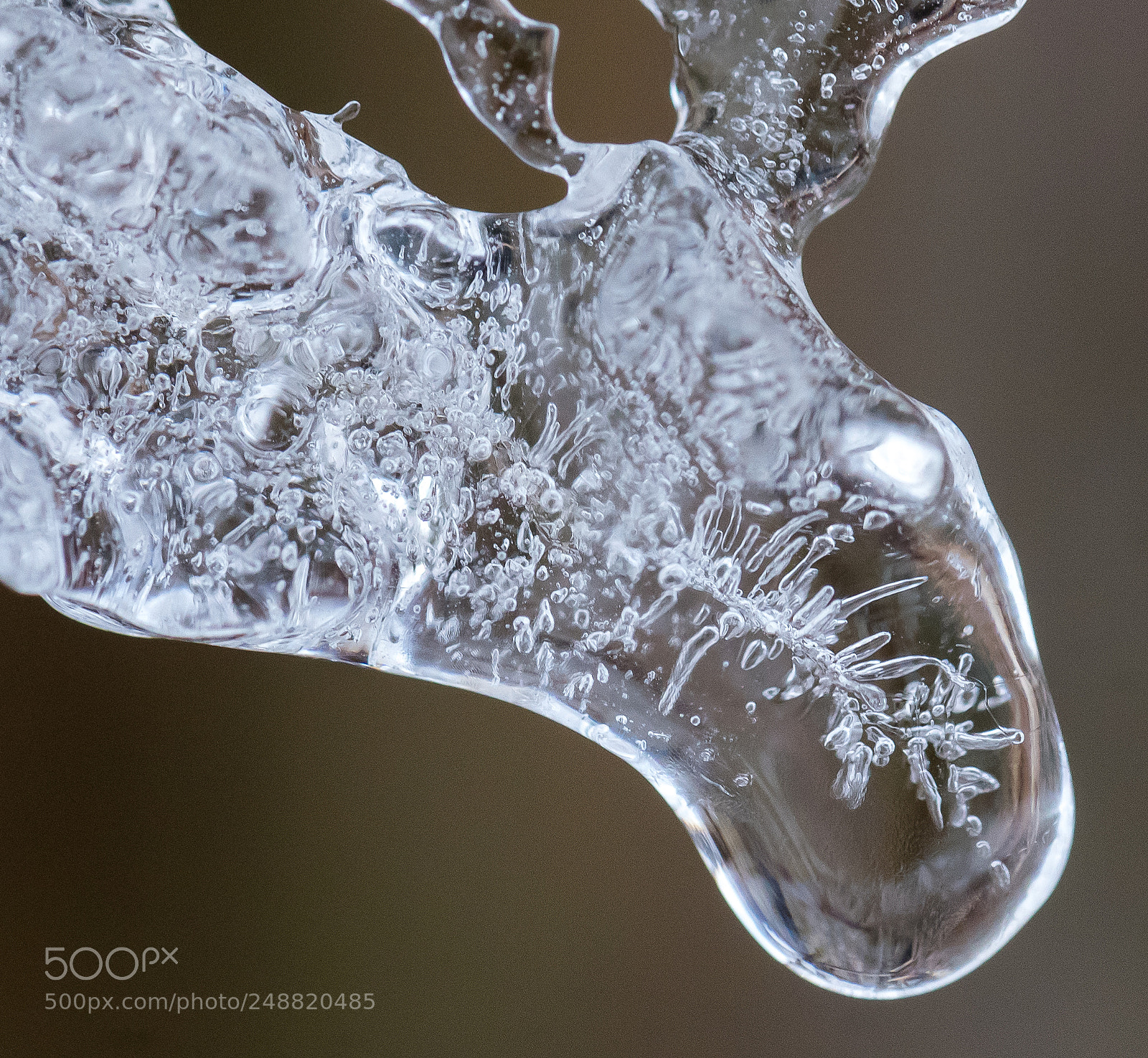 Nikon D810 sample photo. "moose" photography