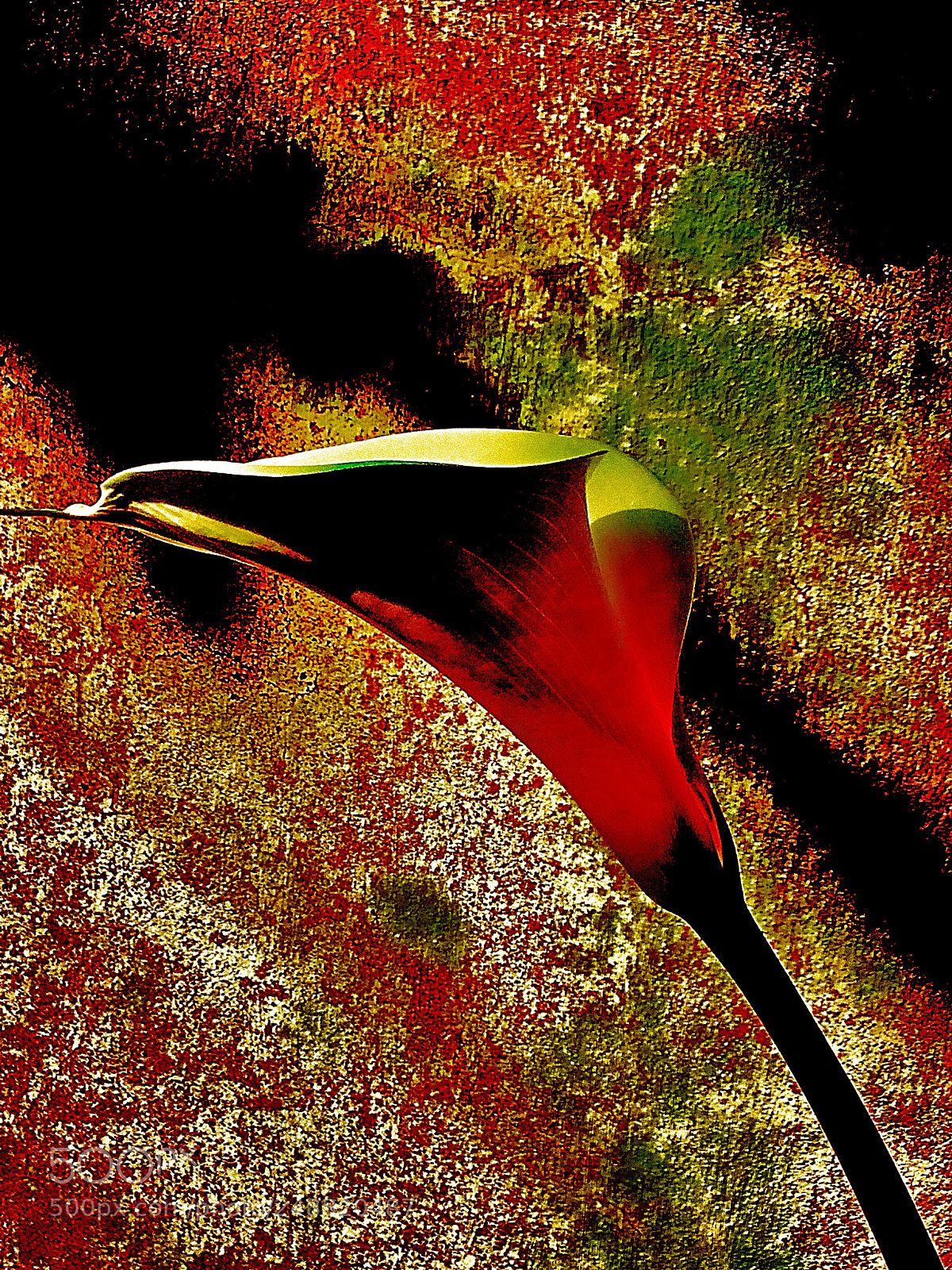Apple iPhone 5s sample photo. Colorful calla in light photography