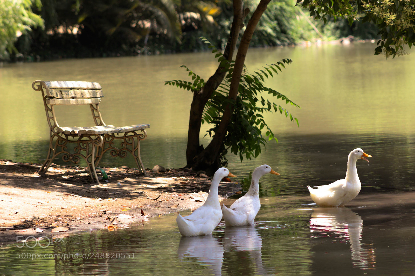 Canon EOS 600D (Rebel EOS T3i / EOS Kiss X5) sample photo. Patos en la laguna photography