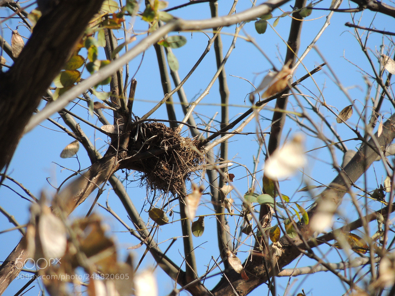 Nikon Coolpix P510 sample photo. Bird nest photography
