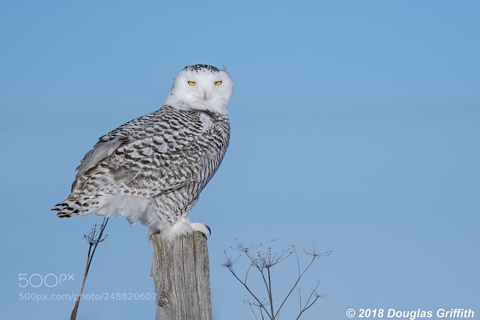 Nikon D500 sample photo. Female snowy owl bubo photography