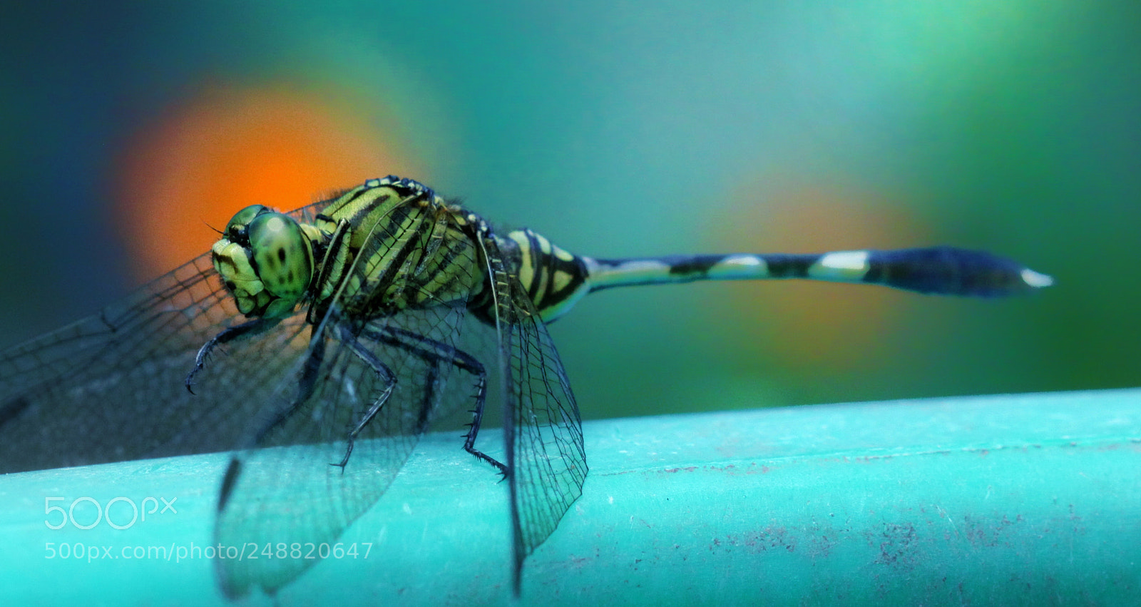 Canon EOS 50D sample photo. Dragonfly photography