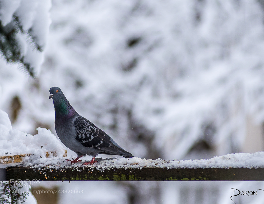 Nikon D7200 sample photo. Breakfast after the snow photography