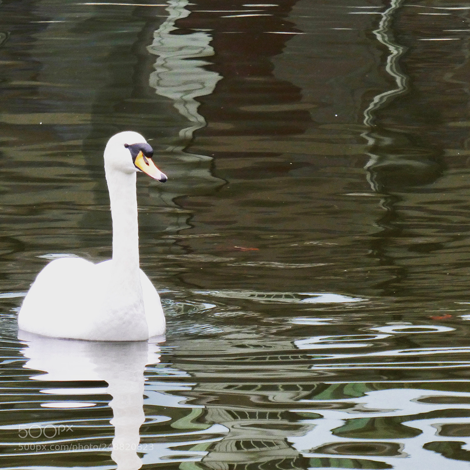 Panasonic Lumix DC-ZS70 (Lumix DC-TZ90) sample photo. Friendly swan at islington photography
