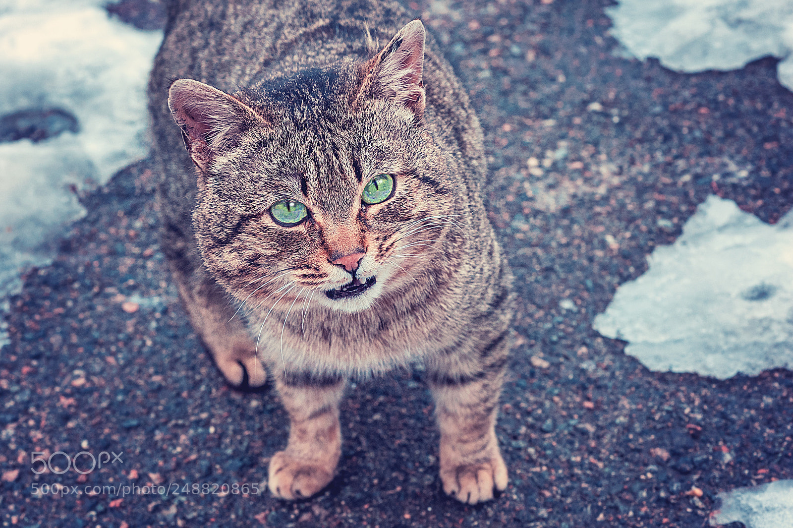 Nikon D700 sample photo. Well-fed cat photography