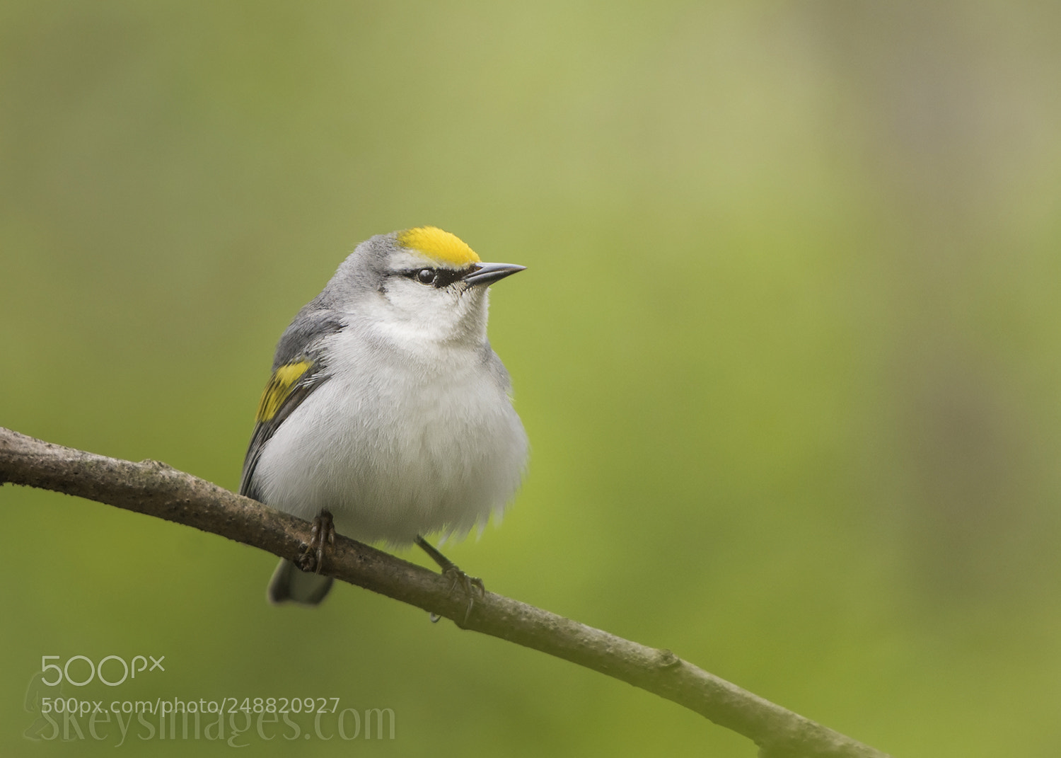 Nikon D7200 sample photo. Hybird (brewsters warbler) photography