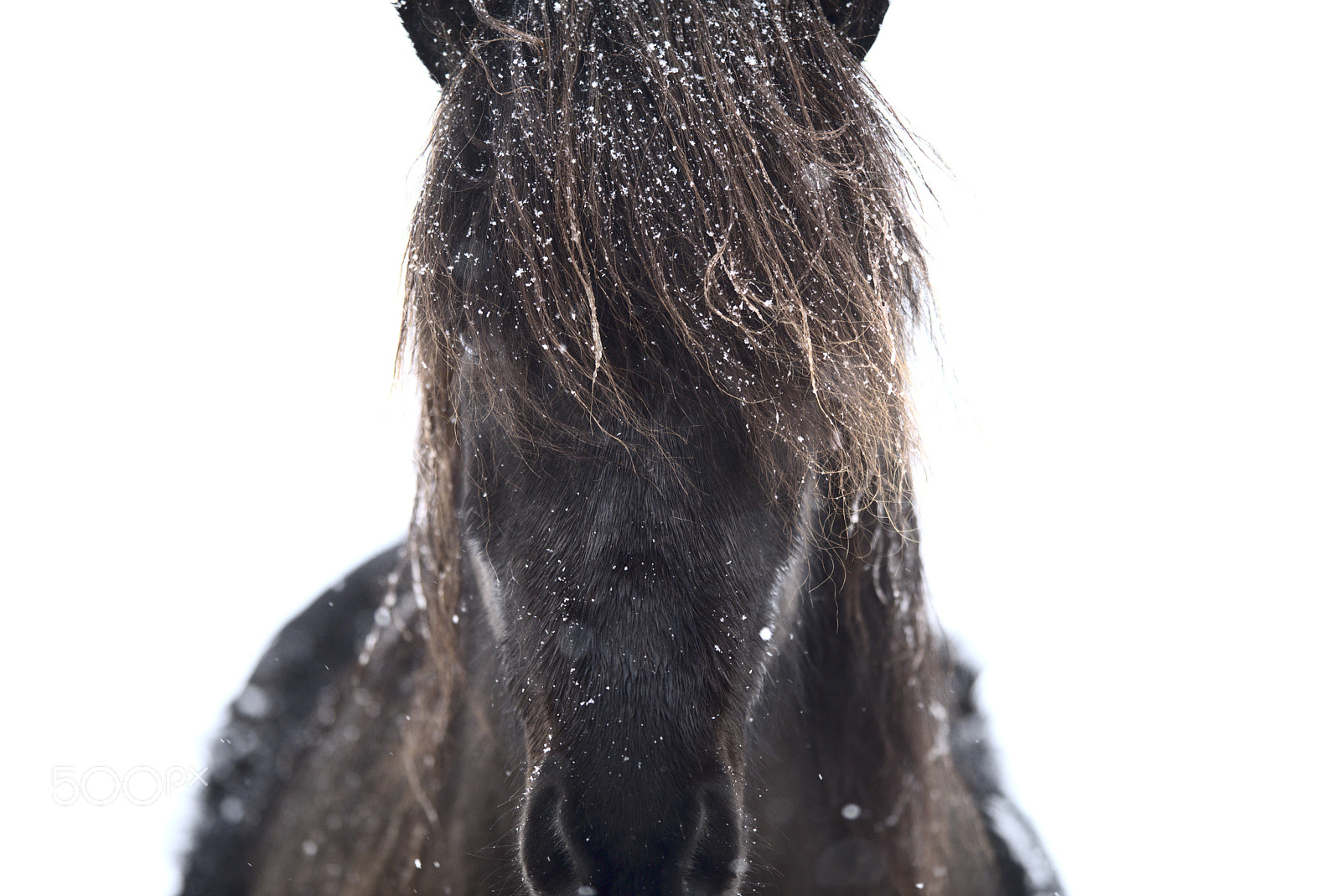 Nikon D810 sample photo. Horse portrait #2 photography