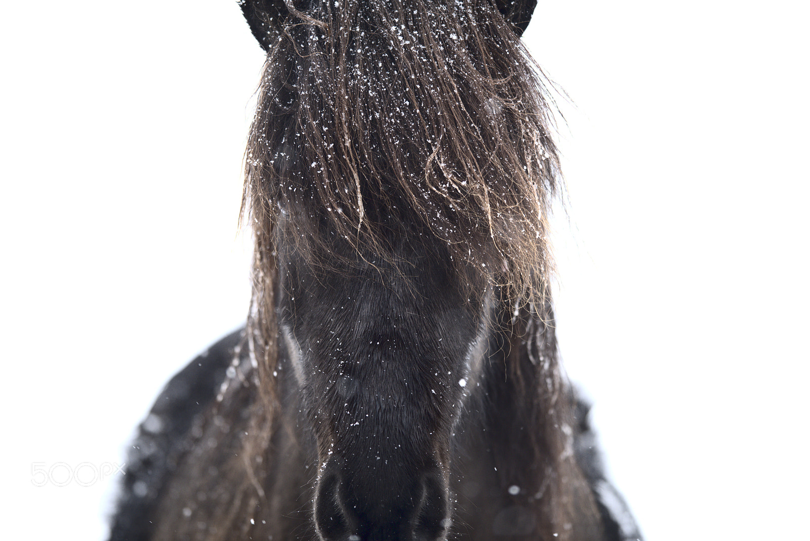 Nikon AF-S Nikkor 400mm F2.8D ED-IF II sample photo. Horse portrait #2 photography